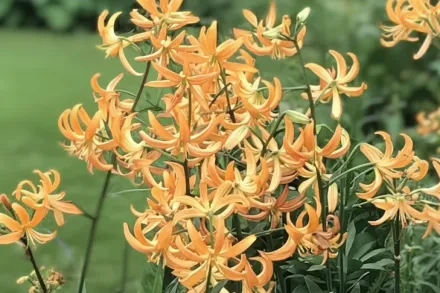 Лілія Санні Морнінг / Lilium Sunny Morning