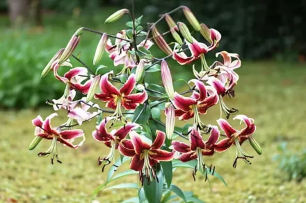 Лілія Шахеразада / Lilium Scheherazade