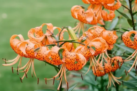 Лілія Спленденс / Lilium lancifolium Splendens