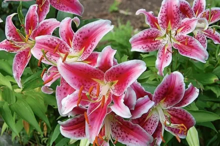 Лілія Старгейзер / Lilium Star Gazer