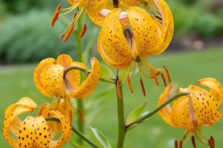 Лілія Террас Сіті / Lilium Terrace City