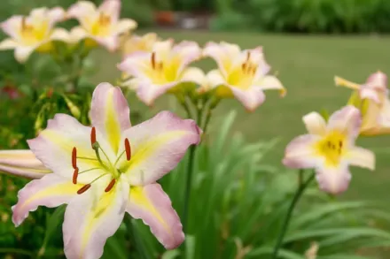 Лілія Том Пус / Lilium Tom Pouce