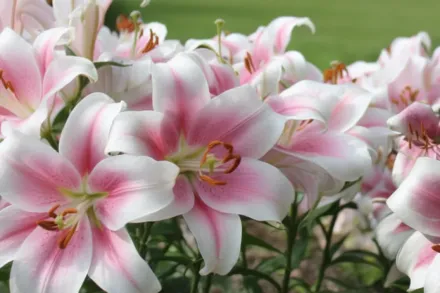 Тріумфатор Лілія / Lilium Triumphator