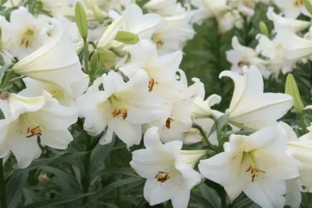 Лілія Вайт Хевен / Lilium longiflorum White Heaven