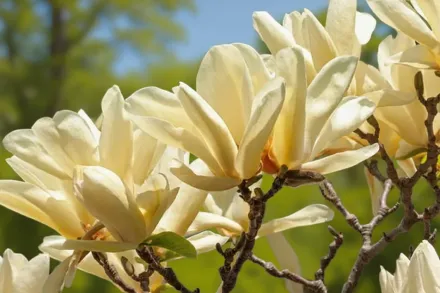 Ivory Chalice Magnolia / Магнолія Айворі Чаліс