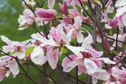 Daybreak Magnolia / Магнолія Дейбрейк