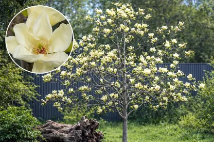 Елізабет Магнолія / Magnolia Elizabeth