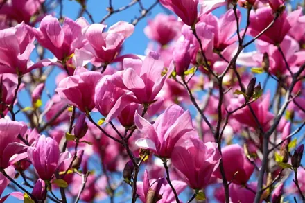 Магнолія Гелаксі