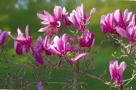 Магнолія гібридна Енн