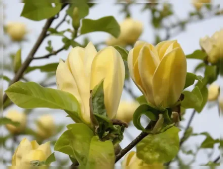 Хот Флеш Магнолія / Magnolia Hot Flash