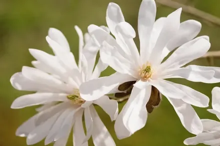 Магнолія Лебнера Енкор
