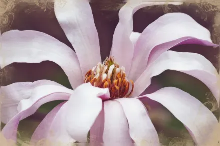 Leonard Messel Magnolia × loebneri / Магнолія Лебнера Леонард Мессел