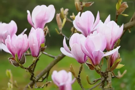 Форрест Пінк Магнолія оголена / Magnolia denudata Forrest’s Pink