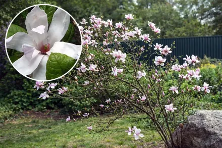 Пінкі Магнолія / Magnolia Pinkie