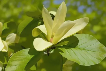 Solar Flair Magnolia / Магнолія Солар Флер