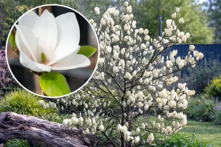 Alba Superba Magnolia × soulangeana / Магнолія Суланжа Альба Суперба