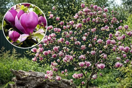 Lennei Magnolia × soulangeana / Магнолія Суланжа Ленней