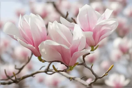 Lilliputian Magnolia × soulangeana / Магнолія Суланжа Лілліпутіан