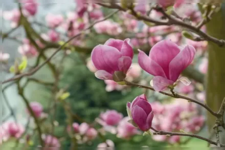 Rustica Rubra Magnolia × soulangeana / Магнолія Суланжа Рустіка Рубра