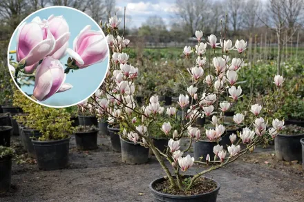 Магнолія Суланжа / Magnolia × soulangeana