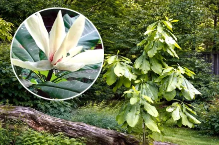 Магнолія трипелюсткова