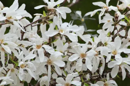 Магнолія верболиста Вадас Меморі