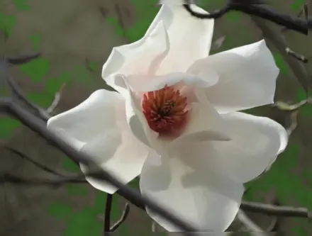Magnolia salicifolia / Магнолія верболиста