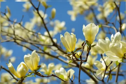 Магнолія Йеллоу Бьорд