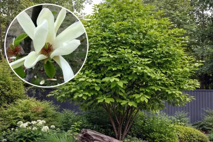 Magnolia acuminata / Магнолія загострена