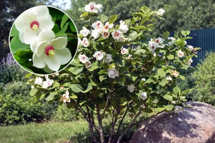 Магнолія Зібольда