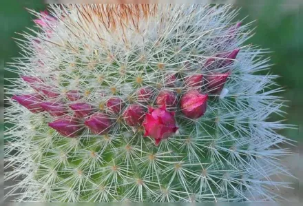 Мамілярія колюча / Mammillaria spinosissima
