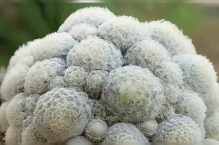 Мамілярія плюмоза / Mammillaria plumosa