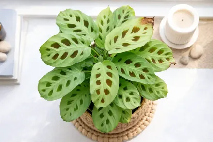 Маранта біложильчата / Maranta leuconeura