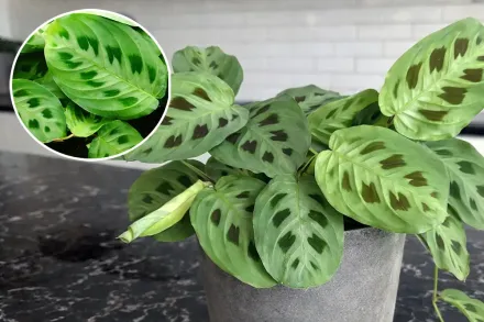 Маранта Керховена / Maranta leuconeura var. kerchoveana