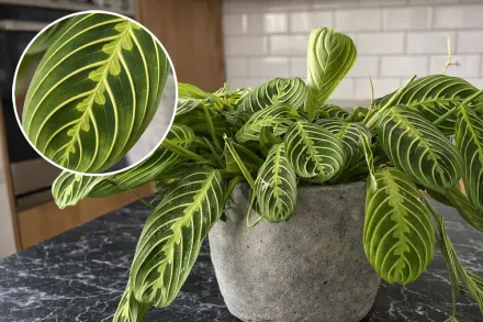 Лемон Лайм Маранта / Maranta leuconeura Lemon Lime