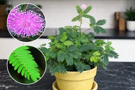 Мімоза соромязлива / Mimosa pudica