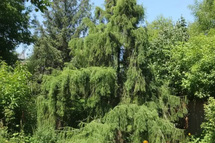 Модрина японська / Larix kaempferi