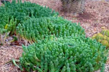 Молочай голова Медузи / Euphorbia caput-medusae