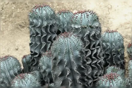 Молочай хорріда / Euphorbia horrida