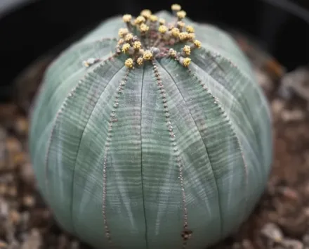 Молочай пухкий / Euphorbia obesa