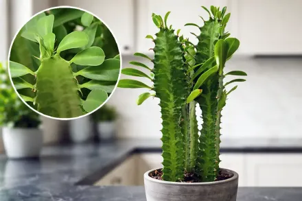 Молочай трикутний / Euphorbia trigona