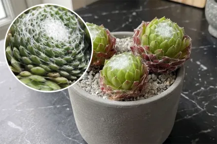 Молодило павутинисте / Sempervivum arachnoideum