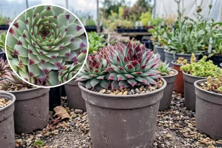 Молодило вапнякове / Sempervivum calcareum