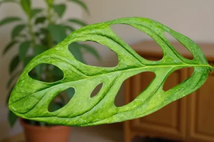 Монстера обліква / Monstera obliqua