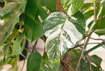 Монстера варієгатна Альба