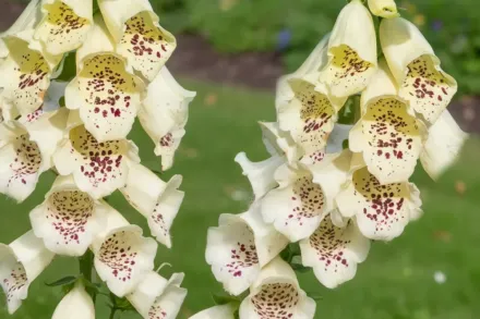 Наперстянка Далматіан Крем / Digitalis purpurea Dalmatian Creme