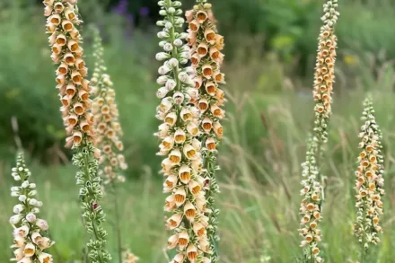Наперстянка іржава / Digitalis ferruginea