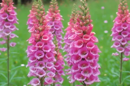 Наперстянка Полкадот Принцес / Digitalis purpurea Polkadot Princess