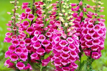 Наперстянка пурпурова / Digitalis purpurea