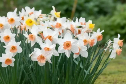 Акцент Нарцис / Narcissus Accent